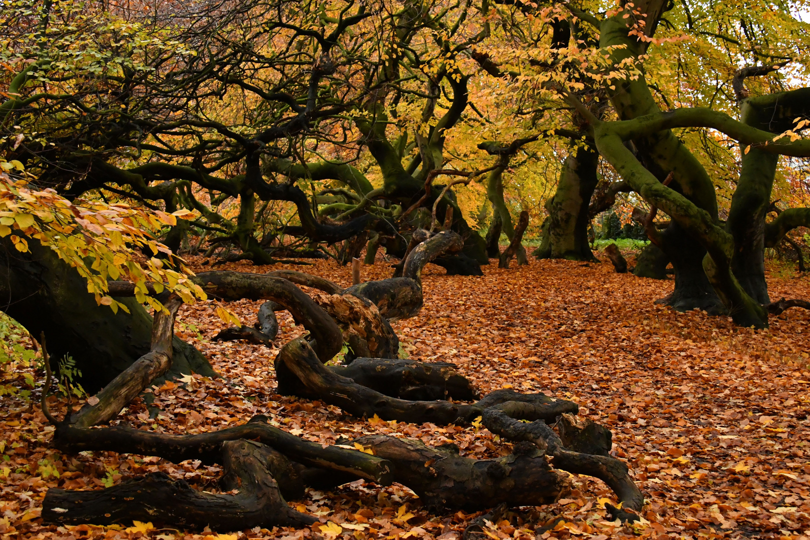 Hexenbäume Im Herbst