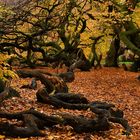 Hexenbäume Im Herbst