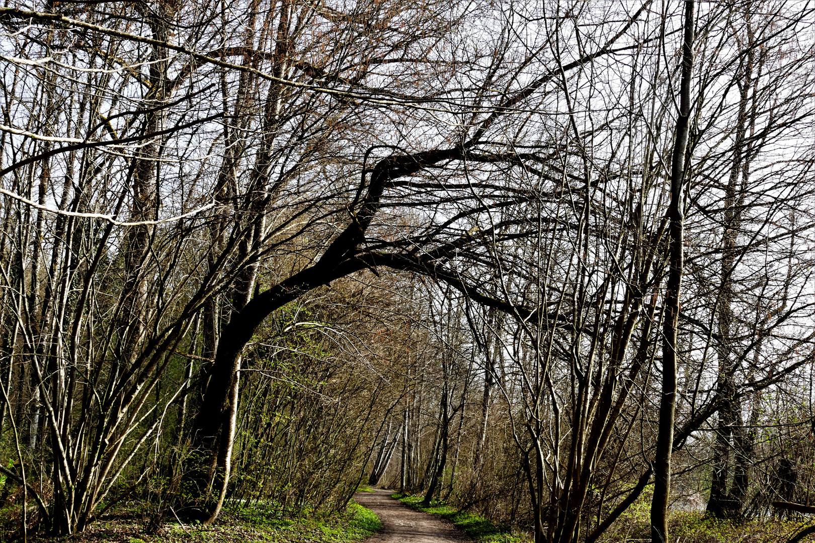 Hexenbesen