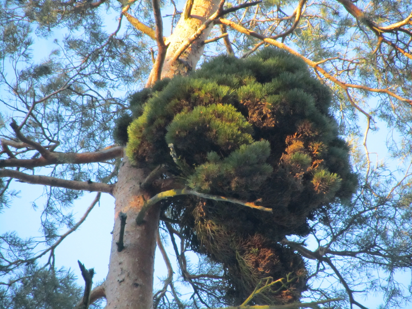 Hexenbesen an einer Gemeinen Kiefer ( Pinus sylvestris )