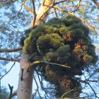 Hexenbesen an einer Gemeinen Kiefer ( Pinus sylvestris )