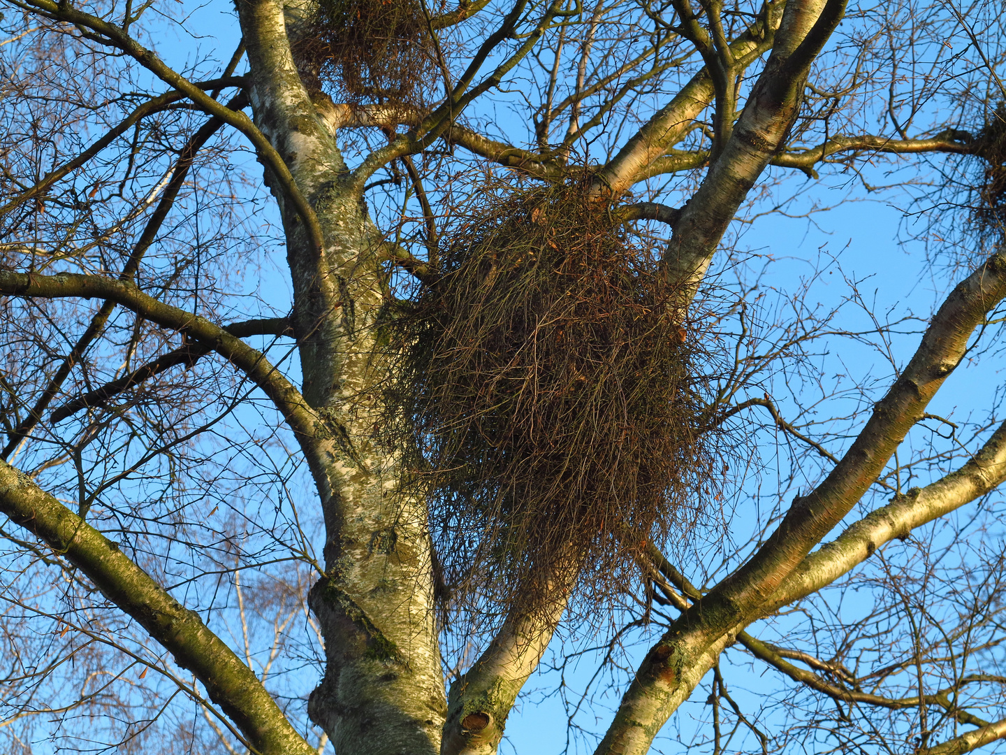 Hexenbesen, Donnerbusch in einer Birke 