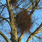 Hexenbesen, Donnerbusch in einer Birke 