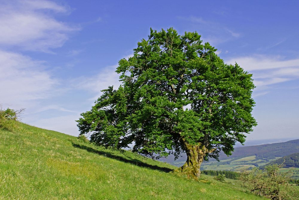 Hexenbuche im Frühjahr