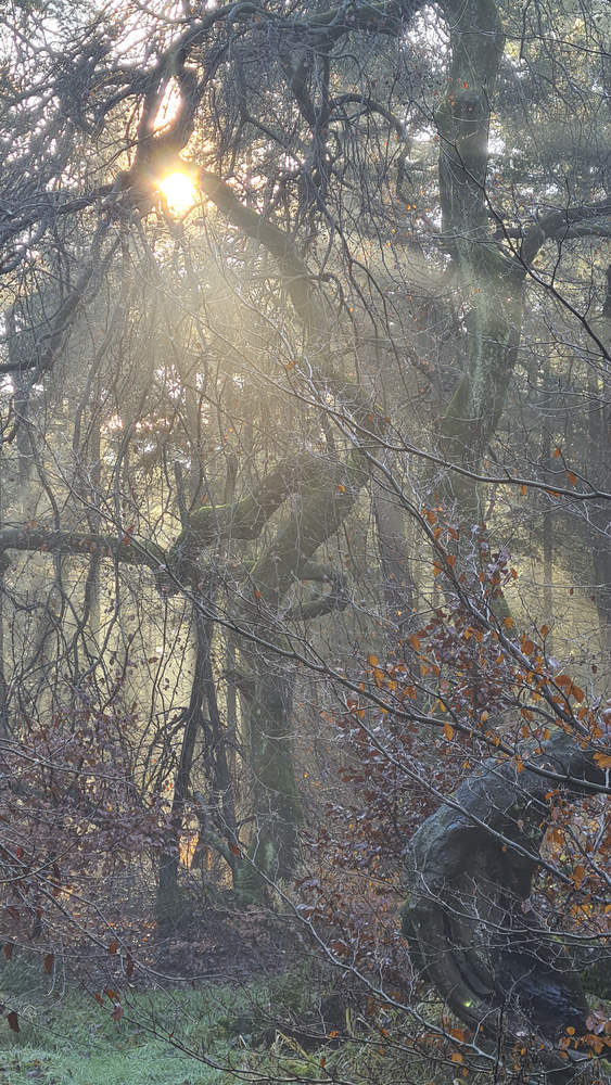 Hexenbuche in Haltern