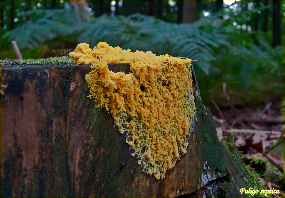 Hexenbutter Foto & Bild pflanzen, pilze & flechten, pilze & flechten, pilze Bilder auf Hexenbutter Foto & Bild pflanzen, pilze & flechten, pilze & flechten, pilze Bilder auf