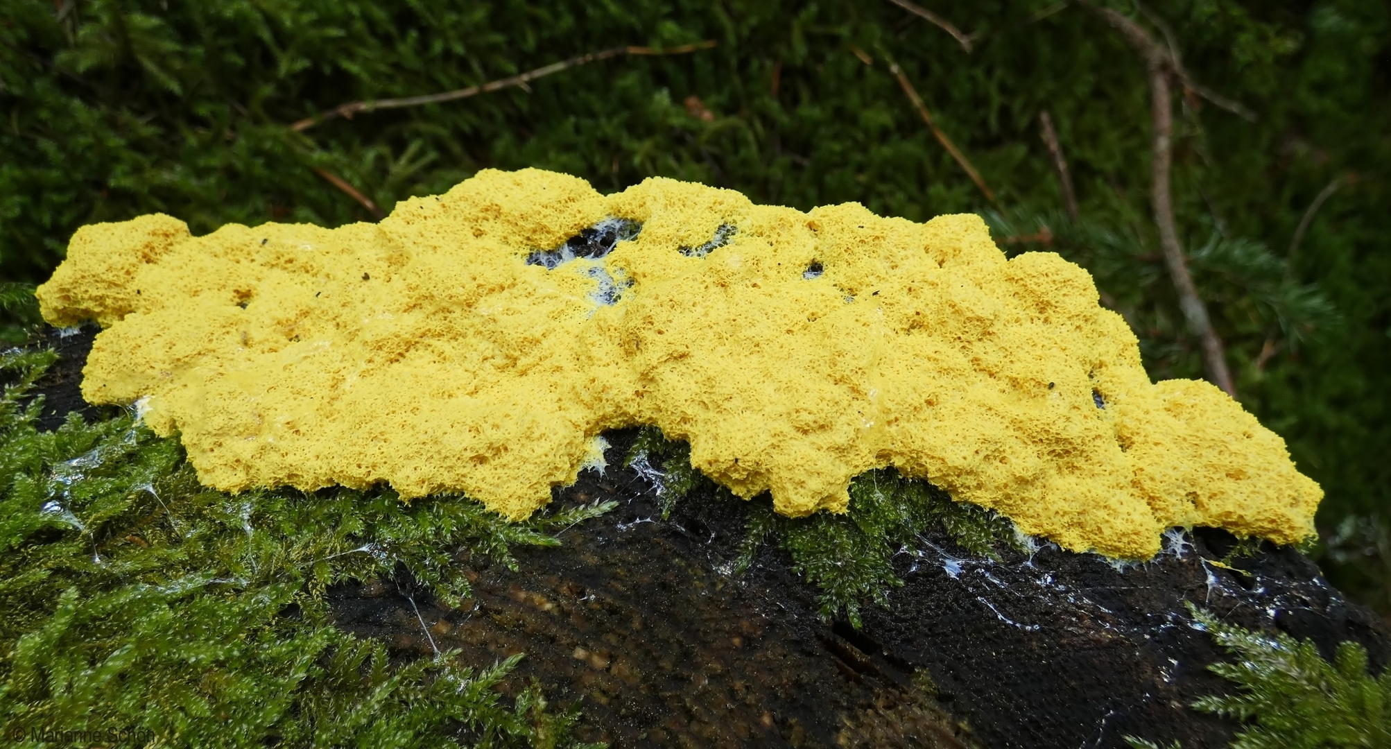 *Hexenbutter* Foto & Bild makro, natur, nahaufnahme Bilder auf *Hexenbutter* Foto & Bild makro, natur, nahaufnahme Bilder auf