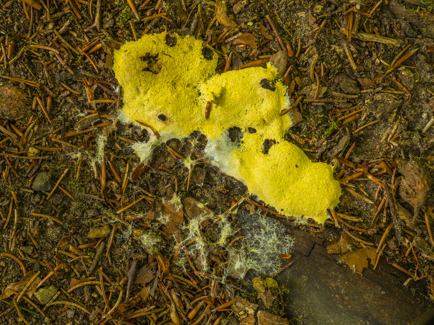 Hexenbutter, Gelbe Lohblüte (Fuligo septica)