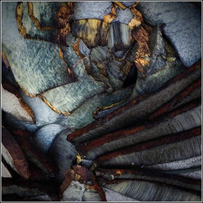 Hexenpilzin in Scheiben ……..