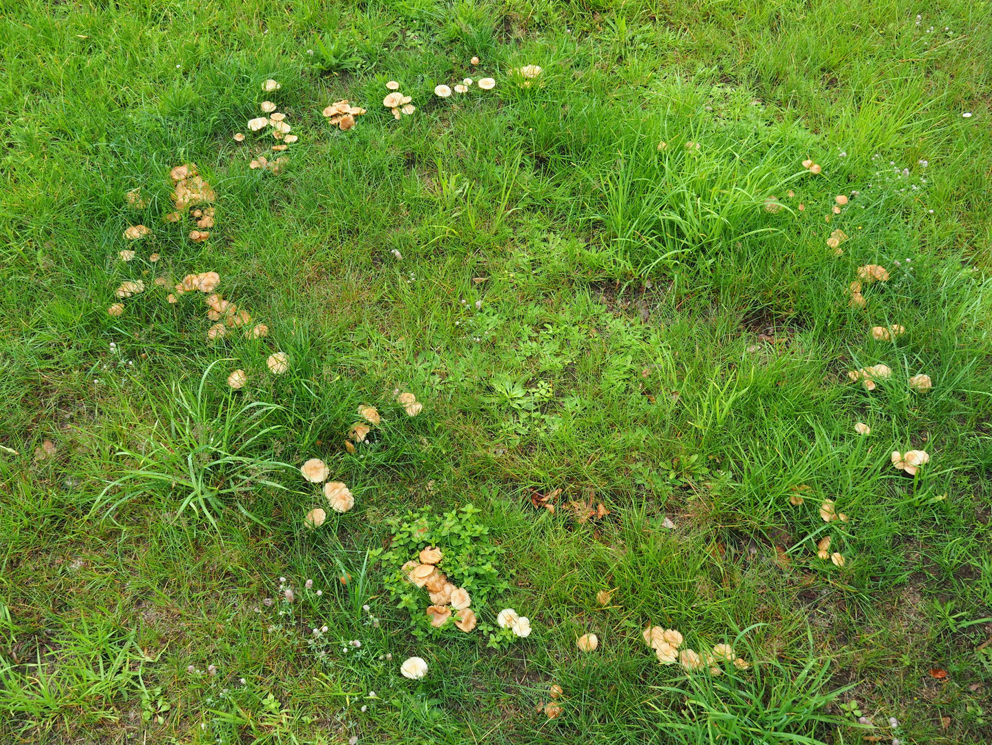 Hexenring aus Nelkenschwindlingen