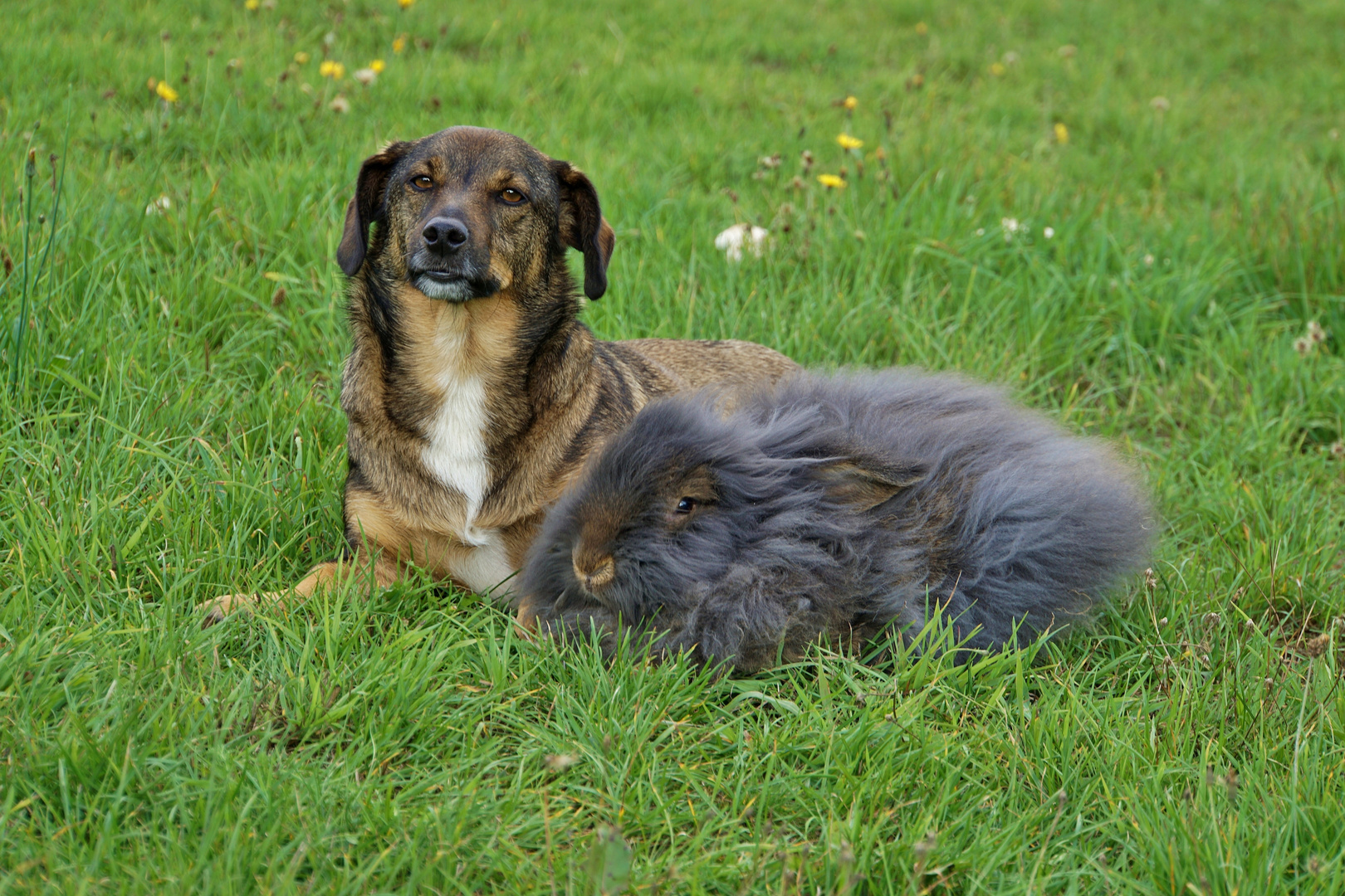 Hexenring mit Hund & Kaninchen