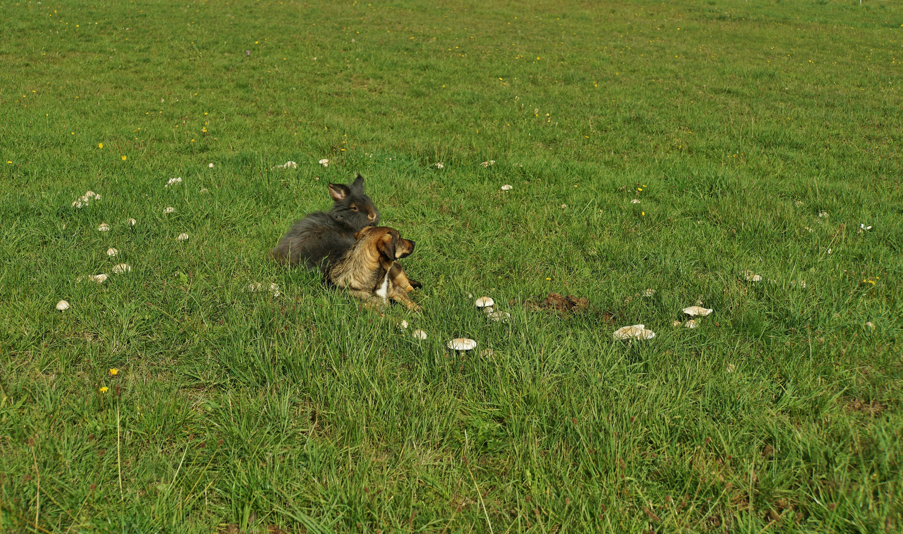 Hexenring mit Hund & Kaninchen