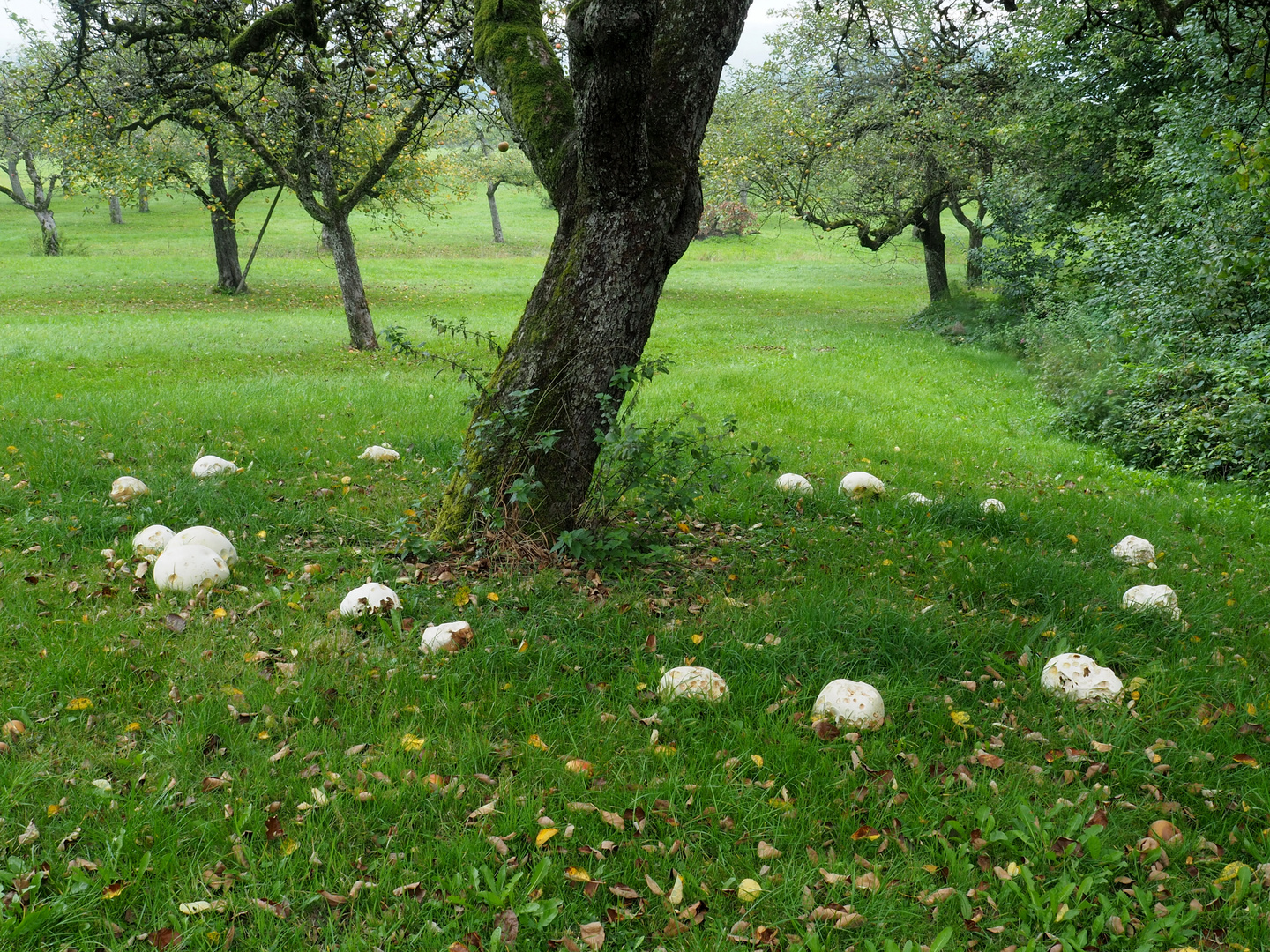 Hexenring - Riesenboviste (Calvatia gigantea)