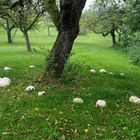 Hexenring - Riesenboviste (Calvatia gigantea)