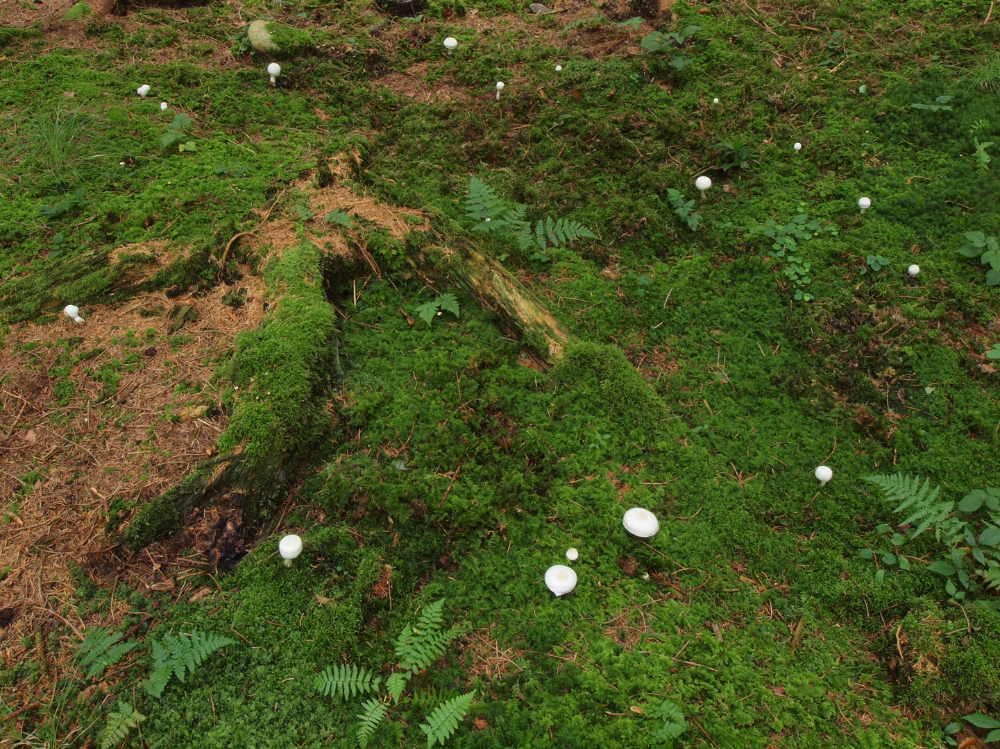 Hexenring: Schiefknollige Anis-Champignons