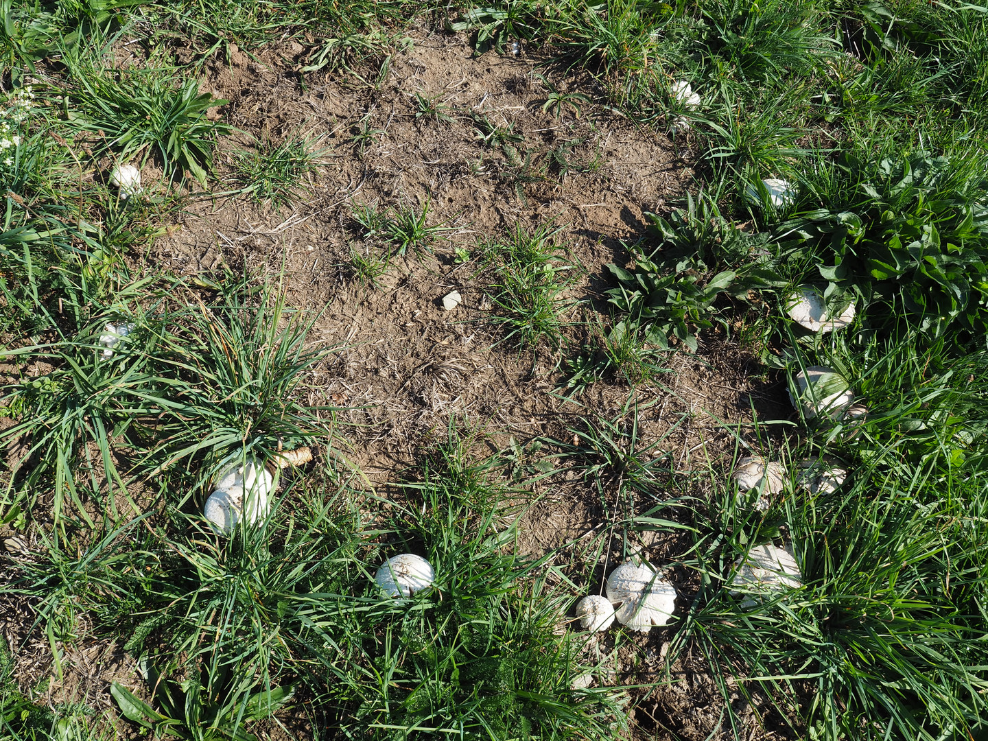 Hexenring von Wiesenchampignons