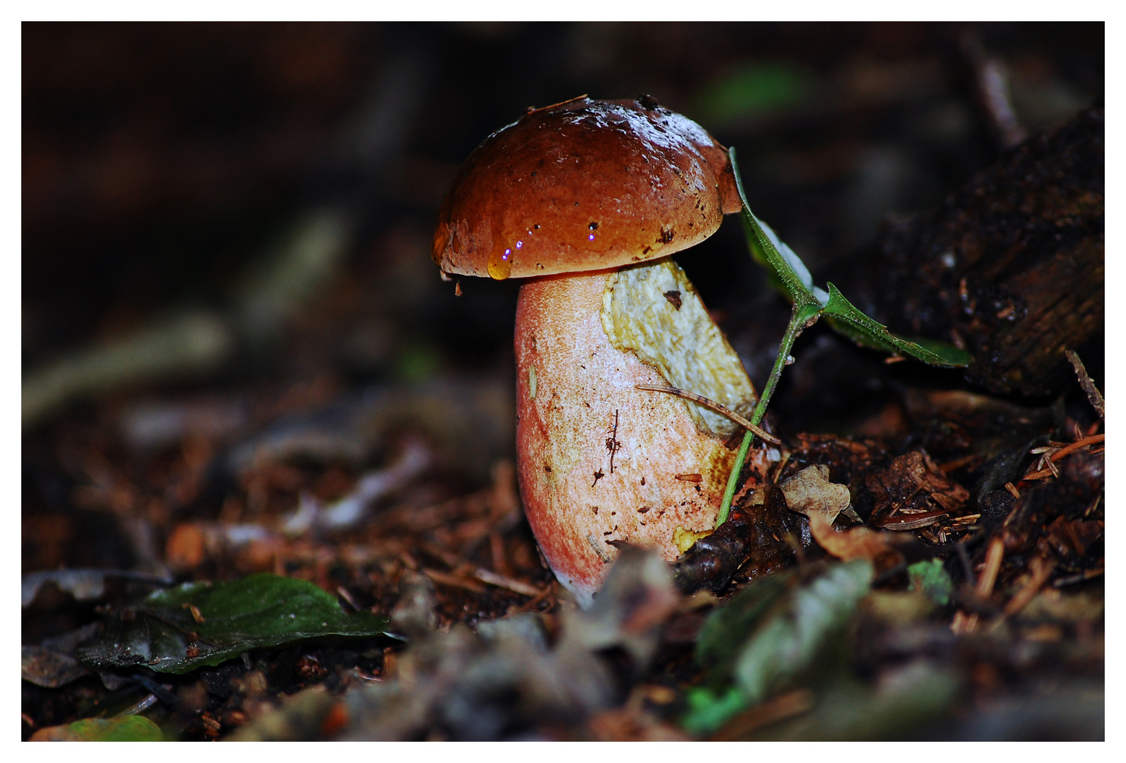 Hexenröhrling - Boletus erythropus