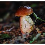 Hexenröhrling - Boletus erythropus