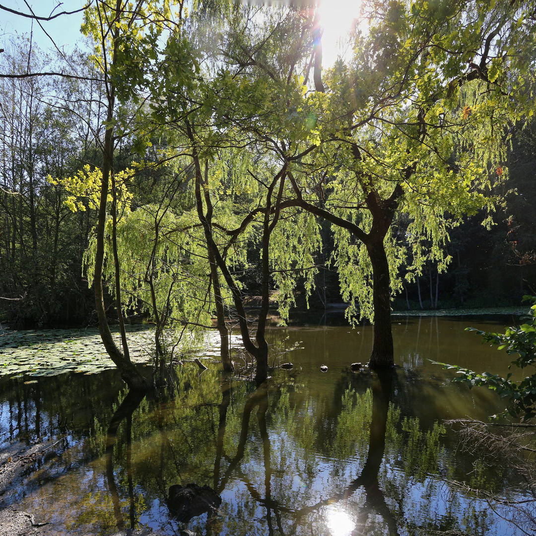 Hexenteich bei Menden (2020_08_05_6089_EOS 100D_pano_ji)