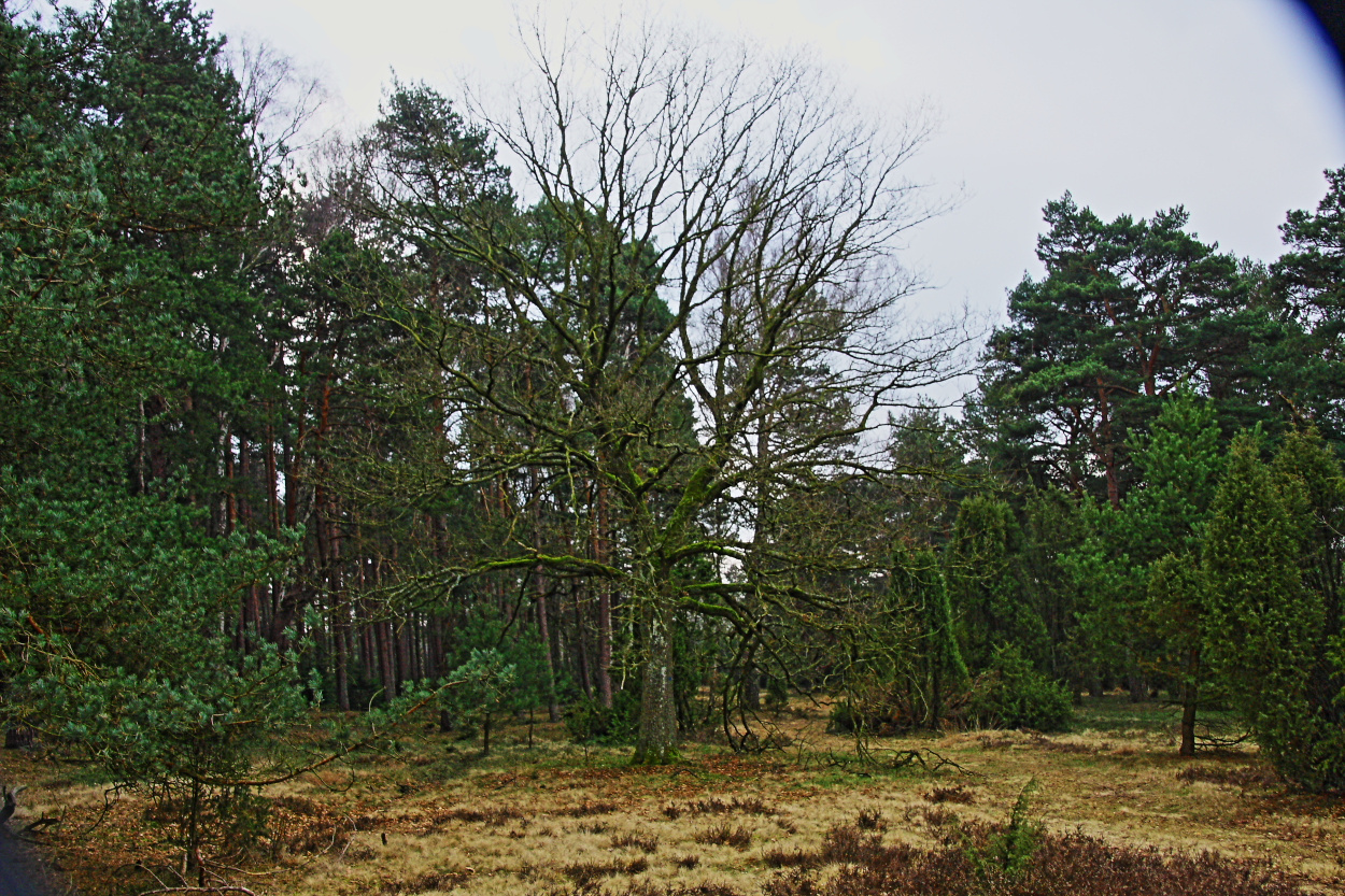 Hexenwald anders