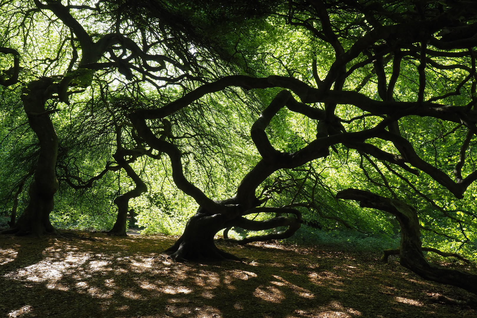 Hexenwald auf Rügen