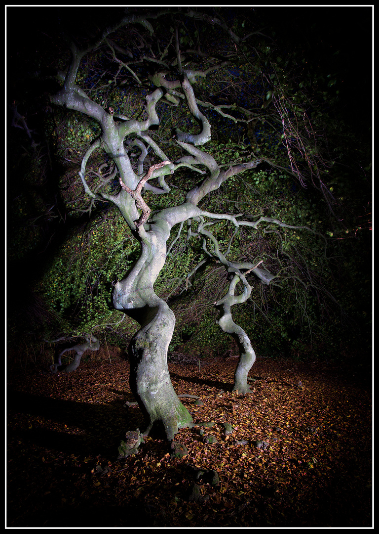 Hexenwald auf Rügen 2