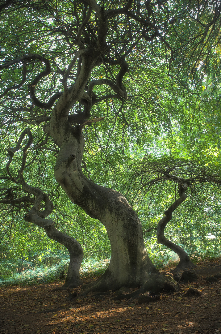 Hexenwald auf Rügen