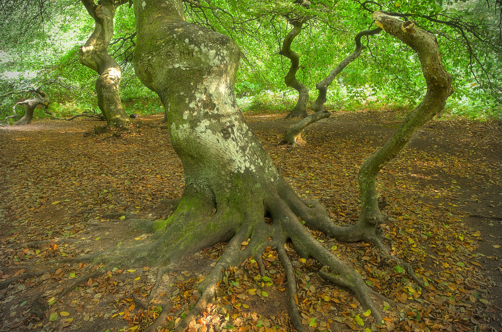 Hexenwald auf Rügen