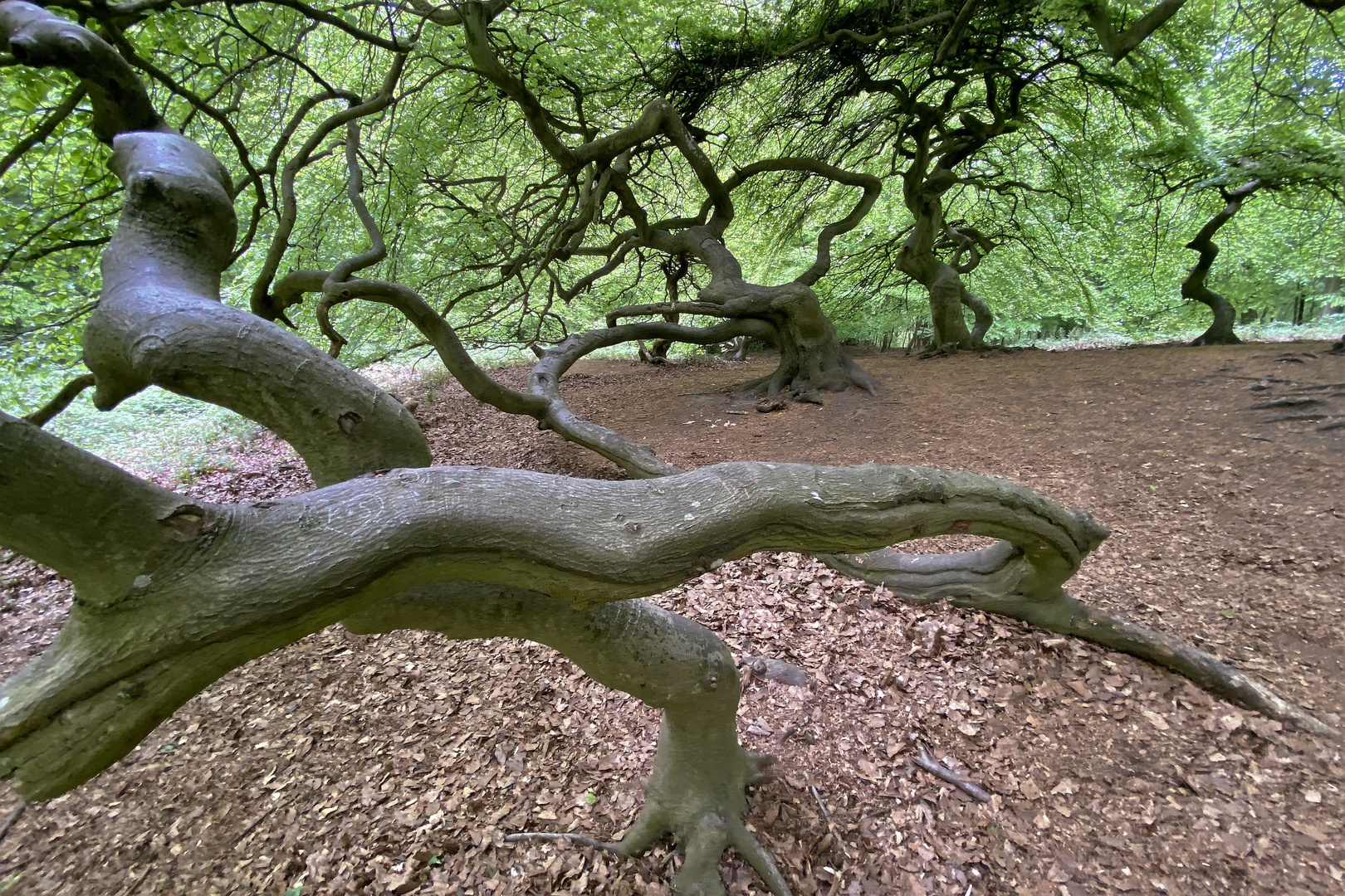 Hexenwald: drinnen