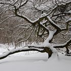 Hexenwald im Waldpark Semper