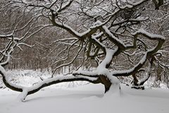 Hexenwald im Waldpark Semper