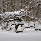 Hexenwald im Waldpark Semper,2