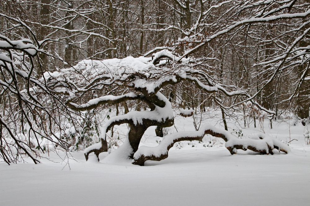 Hexenwald im Waldpark Semper,2