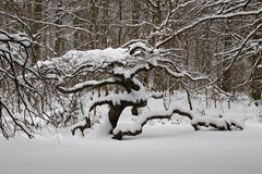 Hexenwald im Waldpark Semper,2