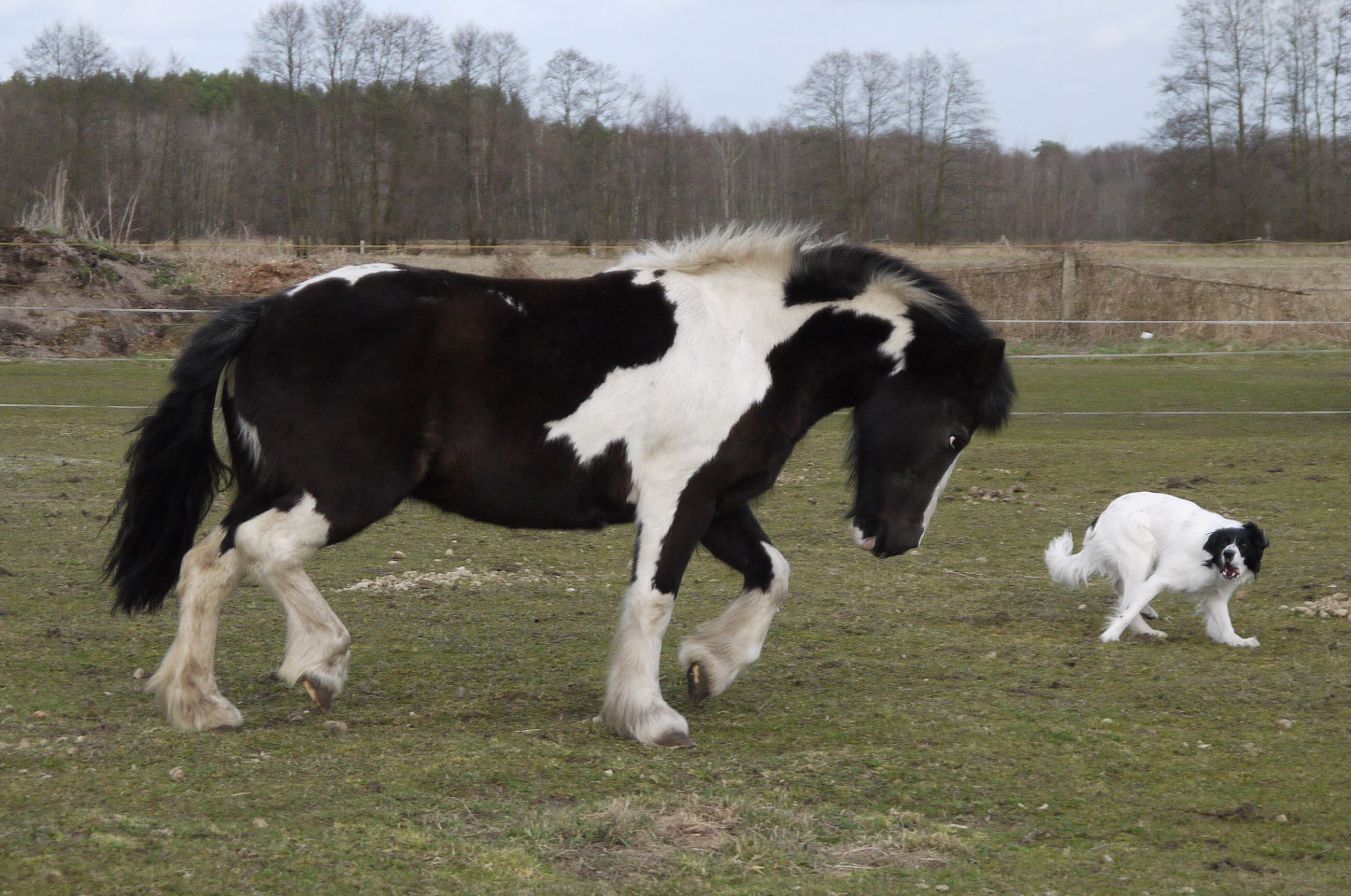 Hexi und Othello