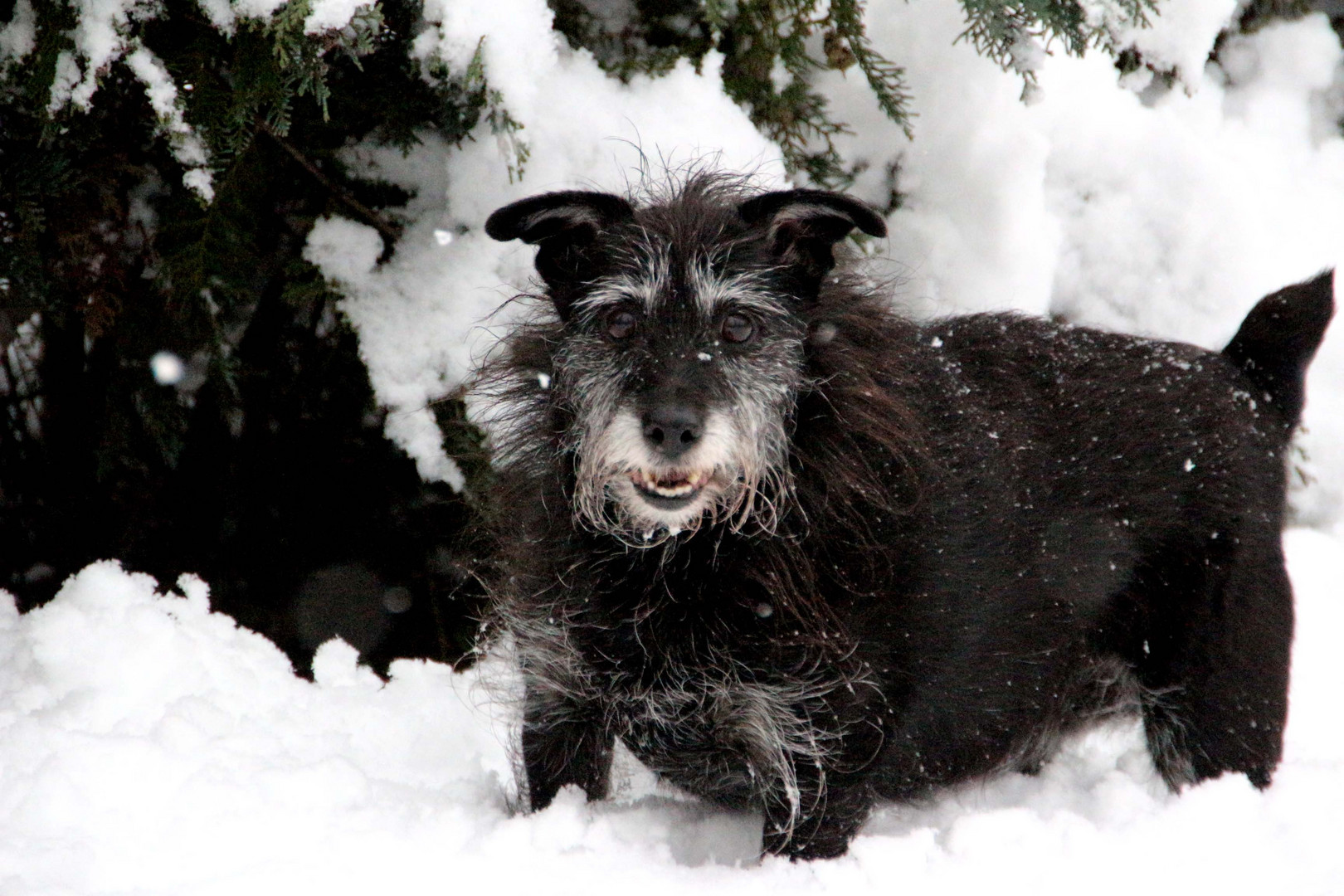 Hexli im Schnee