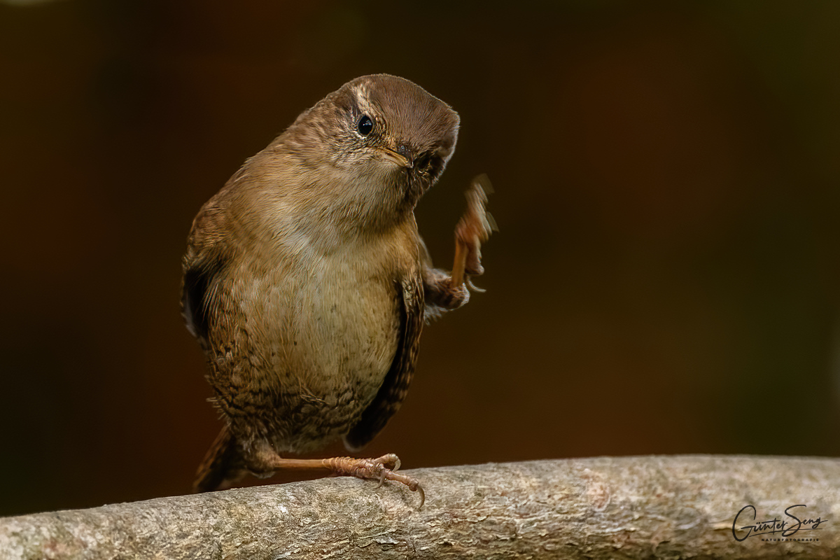 Hey Buddy, gimmie High Five