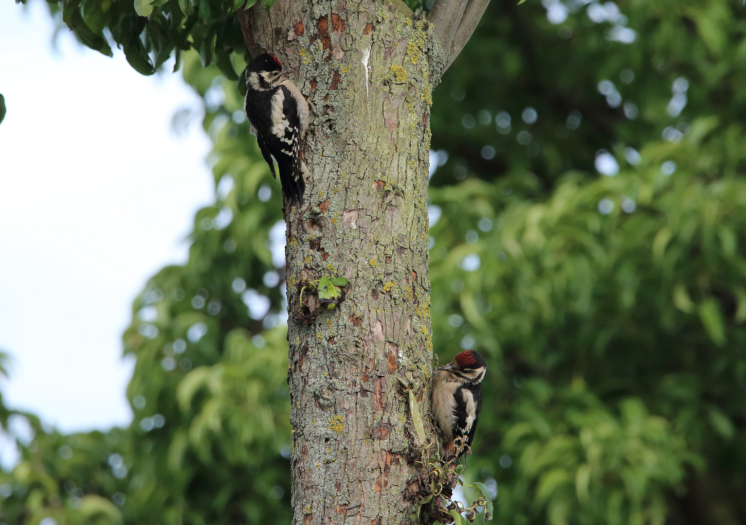 Hey, das ist mein Baum