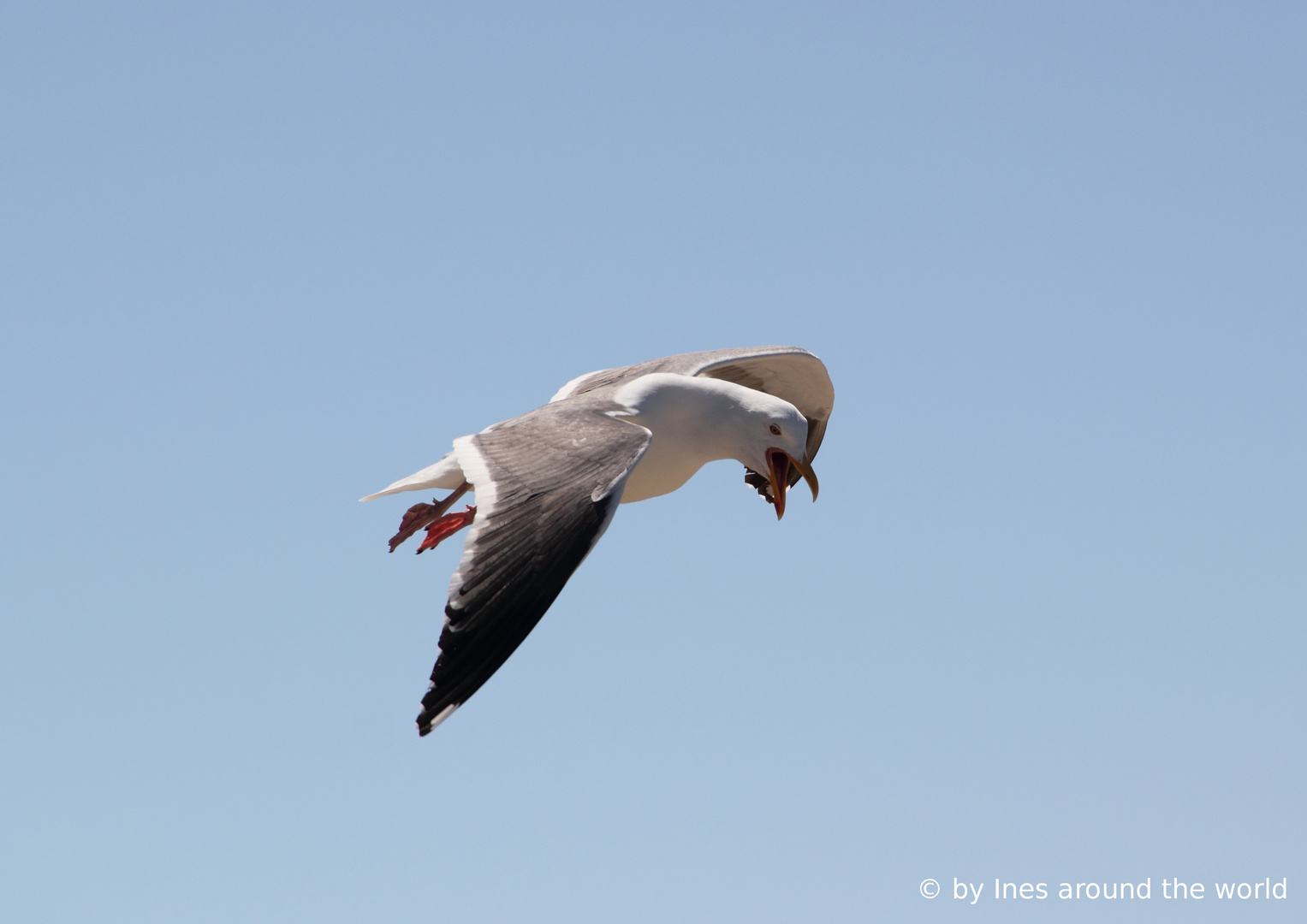 "Hey! Das ist mein Essen!"