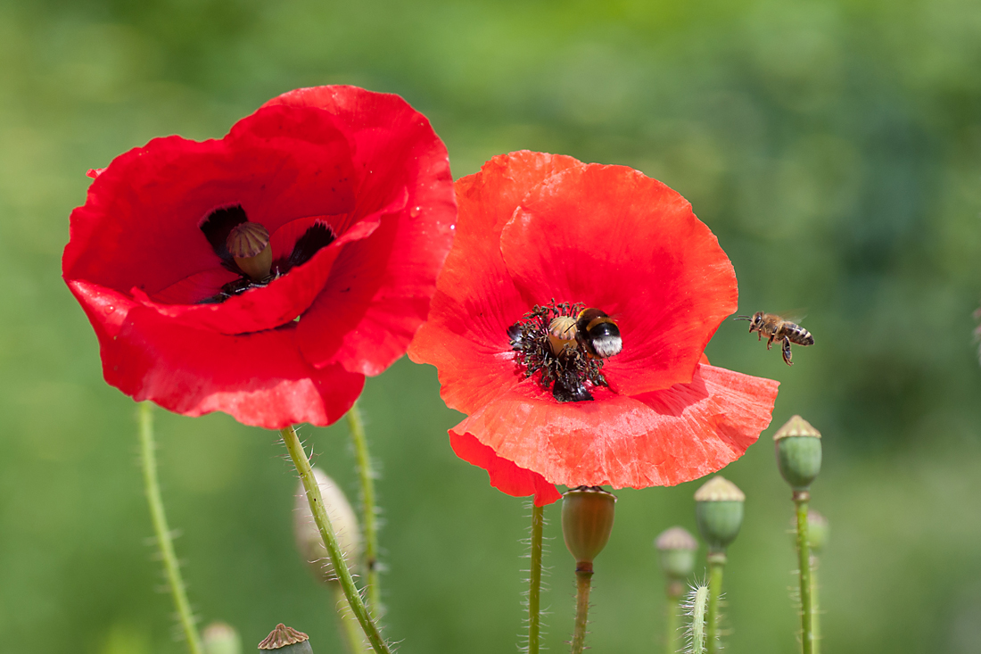 hey das ist mein Mohn