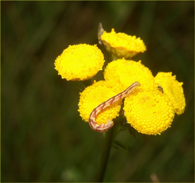 Hey, das ist MEINE Blüte..