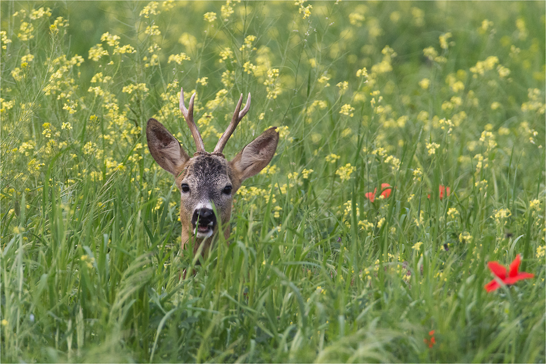 Hey, das ist meine Wiese!