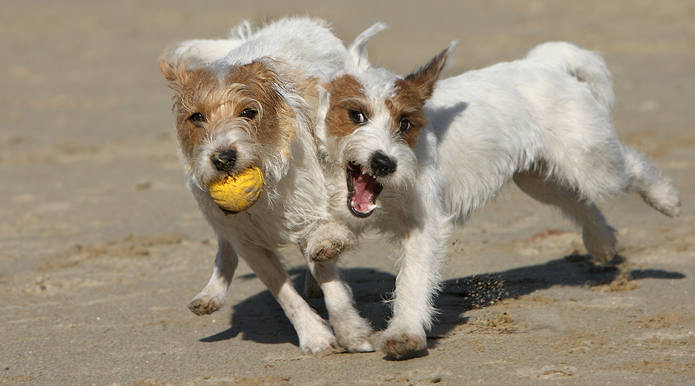 Hey, das war mein Ball!