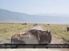 Hey, der Zebra-Streifen ist weiter hinten!!!