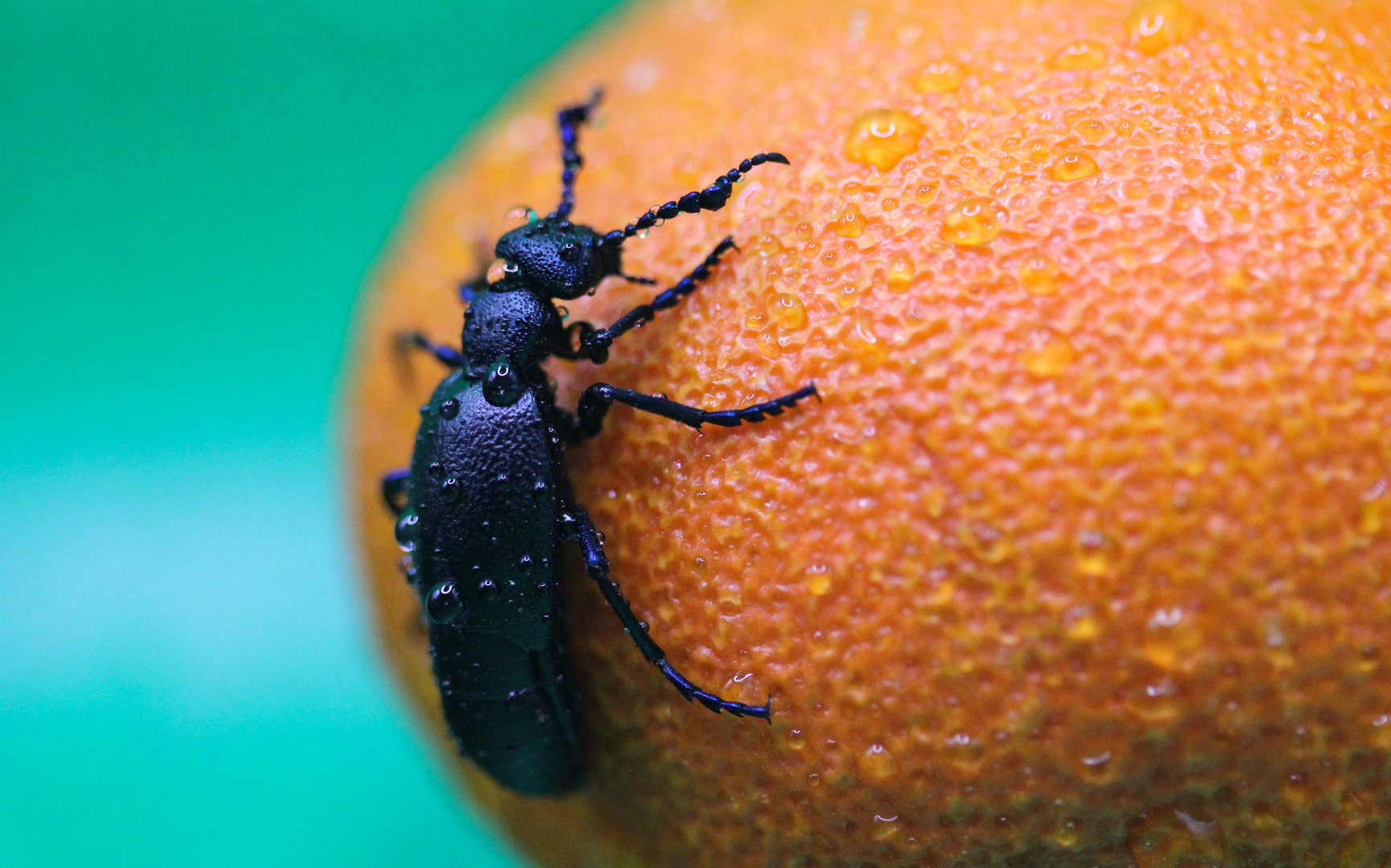 Hey Du, das ist meine Mandarine......Spacken