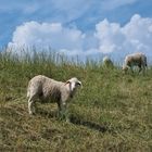 Hey du Mensch, hast du noch nie ein Schaf gesehen?