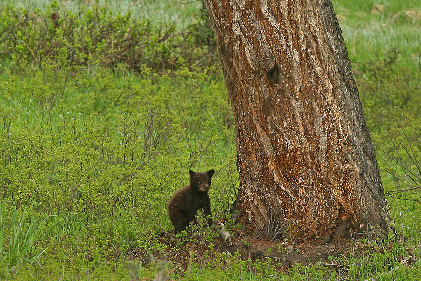 Hey Du!!! Statt zu fotografieren könntest mir ja auch auf den Baum helfen.!!!