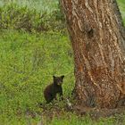 Hey Du!!! Statt zu fotografieren könntest mir ja auch auf den Baum helfen.!!!