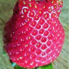 Hey Erdbeere, sei doch kein Frosch!