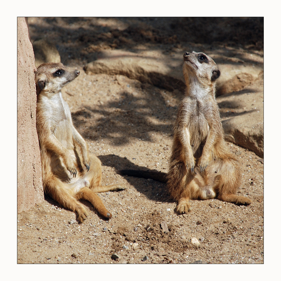 Hey, Erdmännchen, was machen wir denn heute?